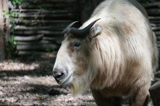 Close up portrait of a large golden takin in profile
