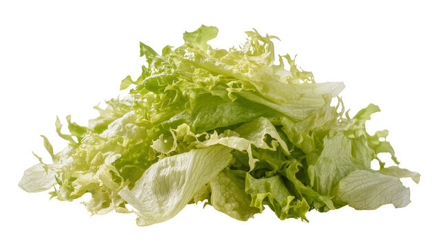 Pile of fresh green lettuce leaves