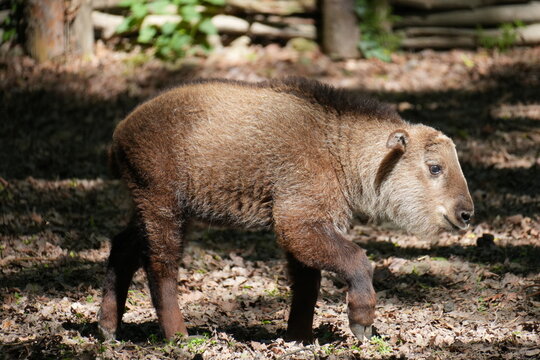 Young golden takin calf walking in an enclosure