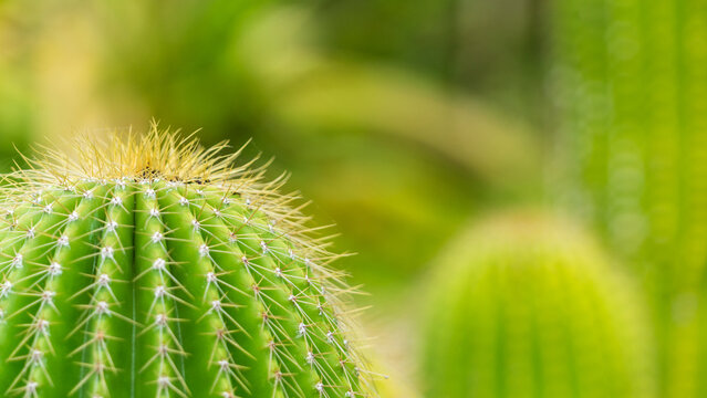 Close-up macro photography of a green cactus with sharp thorns