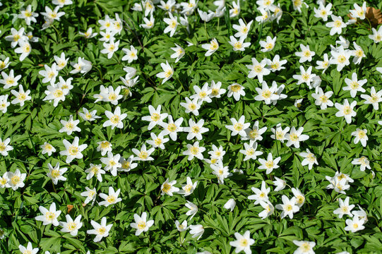 Wei&szlig;es Buschwindr&ouml;schen (Anemone nemorosa) Bl&uuml;tenmeer im Fr&uuml;hling