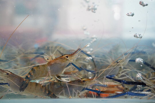 Fresh live giant river prawns swimming in a clear water tank at a traditional Asian seafood market, raw freshwater seafood ingredients for cooking and street food cuisine without people.