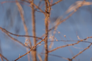Obraz premium Bare branches of a tree with delicate buds against a blurred blue background, capturing the essence of early spring in a natural setting