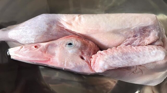  A raw whole duck in fresh water , indoor Chiangmai Thailand