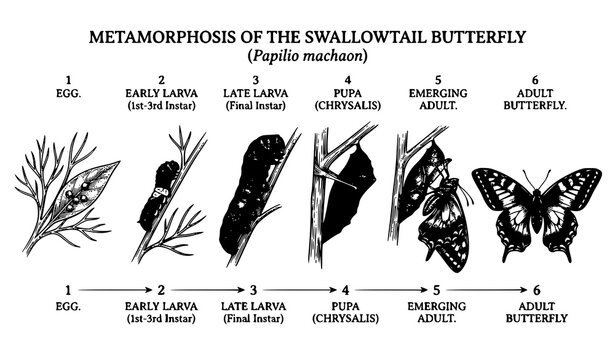 Trendy Swallowtail butterfly lifecycle vector bundle 6 stages metamorphosis scientific illustration design