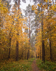 Fototapeta premium Forest path in autumn through tall pines and maple trees with golden yellow foliage. Natural beauty and tranquility perfect for background image and travel concept. Golden autumn.