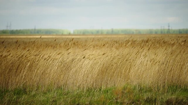 Golden reeds swaying across a vast windswept plain beneath a soft overcast sky, with a distant treeline and faint utility poles on the horizon, capturing serene rural tranquility