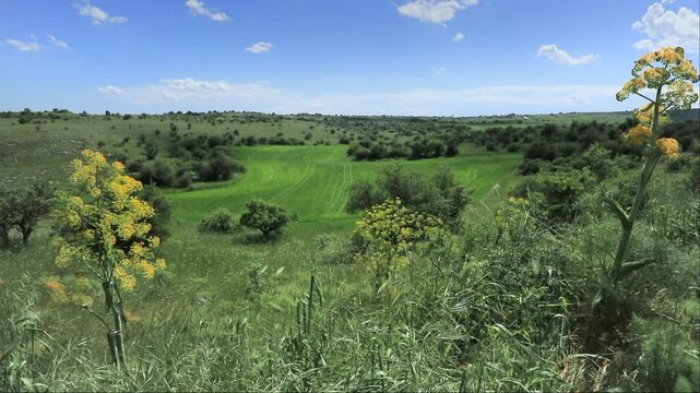 Spring landscape with wild flora dominated by a blue sky and clouds in the Alta Murgia National Park, Apulia region of southern Italy.