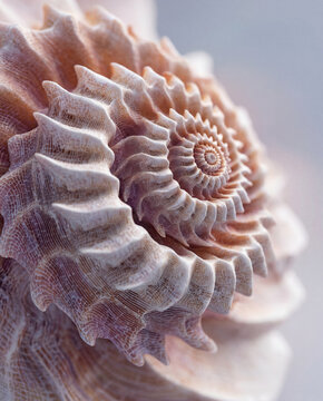 Extreme macro photography of a textured pink spiral seashell showing intricate natural geometry and Fibonacci sequence for luxury organic branding and coastal wall art