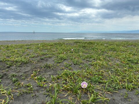 砂浜に咲く可憐な花と海