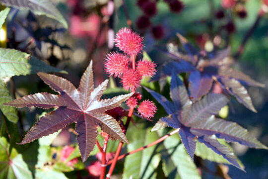 Ricinus communis, Wolfsmilchgew&auml;chse (Euphorbiaceae), Frucht, Blatt, rot, Wunderbaum, L&auml;usebaum, Hundsbaum, Christuspalme, Arzneipflanze, Rizin, Gift, Kosmetik, Medizin, Pharmazie, Gesundheit