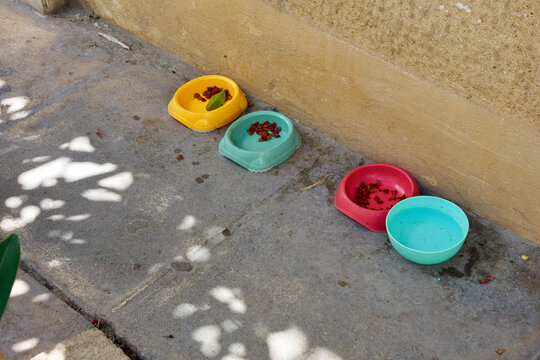 Colored feeding bowl for stray cats.