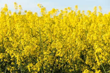 Obraz premium Rapeseed field blooming yellow flowers under spring sky
