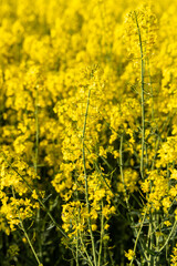 Obraz premium Rapeseed field blooming yellow flowers under sunlight