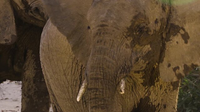 A young desert elephant walks closely past the camera. Its tusks are of unequal length and not yet fully developed. It is followed by its mother. Filmed in the Hoanib Valley, Namibia.