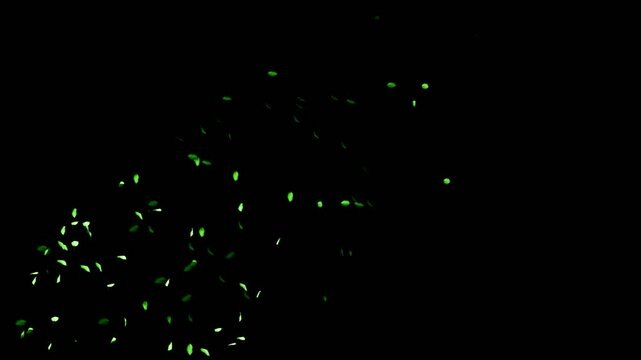 Vibrant green leaves falling and swirling against black background