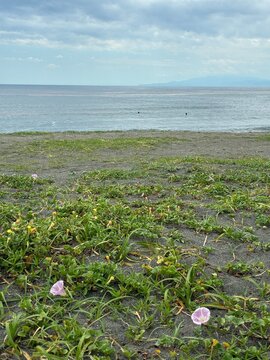 浜に咲くピンクの花