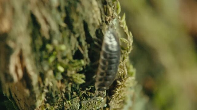 Macro close up of a common woodlouse (Oniscus asellus) crawling over tree bark in Remscheid, North Rhine-Westphalia, Germany. Natural light, detailed texture and slow movement.