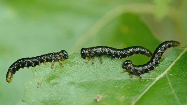 Macro shot of Craesus latipes larvae sitting on a green leaf and feeding. Natural light, detailed leaf texture and soft background in a calm outdoor scene.