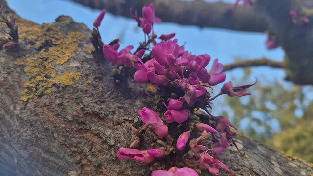 Redbud, Flowers, Tree. Vibrant purple redbud flowers blooming directly from the bark on a tree branch during springtime.