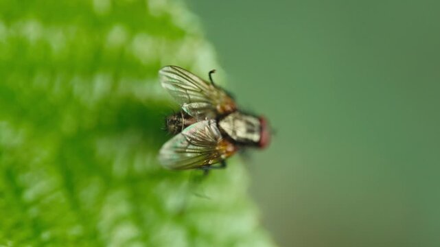 Macro shot of a housefly (Musca domestica) sitting on a leaf and cleaning its wings with its hind legs. Natural light, soft background and detailed texture.