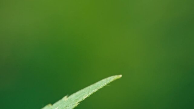 Macro shot of a green plant bug (Calocoris affinis) sitting on a leaf tip before flying away. Natural light, soft background and shallow depth of field.