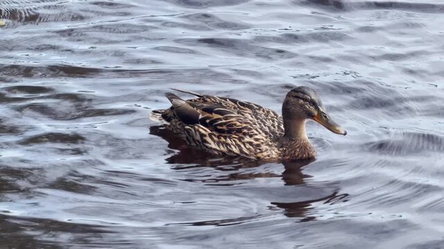 Female mallard duck swimming on rippling water, with brown patterned feathers, soft reflection, and calm wildlife behavior in a natural pond setting.
