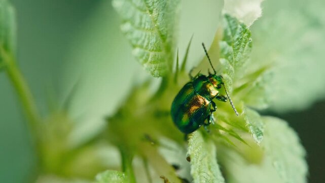 Macro shot of a Dead-nettle leaf beetle (Chrysolina fastuosa) sitting on a plant. Iridescent colors, natural light and soft background in a calm outdoor scene.