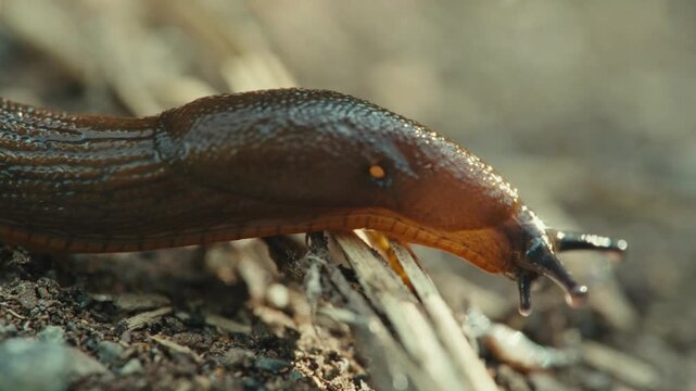 Macro close up of a Spanish slug (Arion vulgaris) crawling over a piece of wood in Remscheid, North Rhine-Westphalia, Germany. Natural light, detailed texture and slow movement.