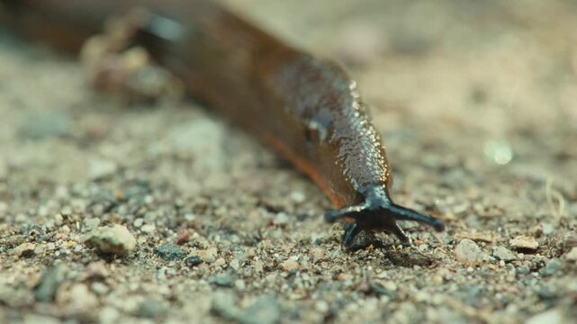 Macro close up of a Spanish slug (Arion vulgaris) crawling toward the camera over sandy ground in Remscheid, North Rhine-Westphalia, Germany. Natural light, detailed head and tentacles.