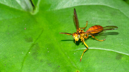Naklejka premium Wasp, Tropical Rainforest, Costa Rica, Central America, America