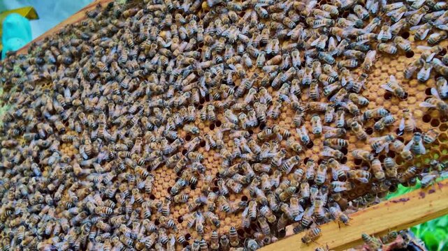 Camera zooms into a honeycomb frame teeming with bees held by a beekeeper outdoors.
