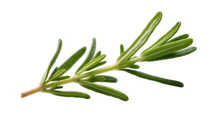 Fototapeta premium Fresh green rosemary sprig with needle-like leaves