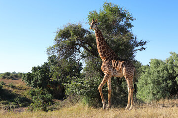 Fototapeta premium Giraffe / Giraffe / Giraffa camelopardalis