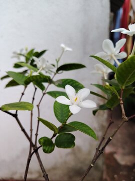 Tabernaemontana divaricata pinwheel flower, crape jasmine, Ceylon jasmine, East India rosebay