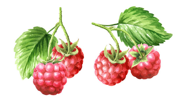 Raspberry branch set. Original Hand painted watercolor illustration isolated on white background