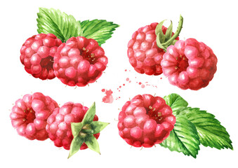 Obraz premium Ripe raspberries and green leaves set. Original Hand drawn watercolor illustration, isolated on white background