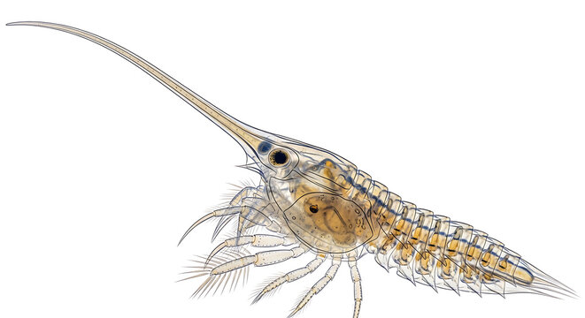 Detailed microscopic photograph of a translucent aquatic zooplankton larva with a long, slender rostrum