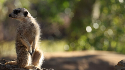 Fototapeta premium Alert Meerkat Standing Upright and Looking Away in Bright Sunlight