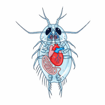 Detailed anatomical illustration of a transparent water flea with internal organs.