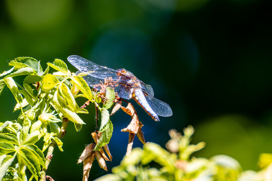 Libelle in der morgendlichen Sonne