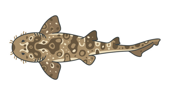 Cute Cartoon Leopard Shark Illustration Top View Isolated On White Background