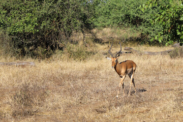 Naklejka premium Schwarzfersenantilope / Impala / Aepyceros melampus