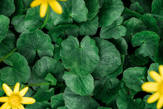 Herzf&ouml;rmige gr&uuml;ne Bl&auml;tter und gelbe Bl&uuml;ten von Scharbockskraut (Ficaria verna)