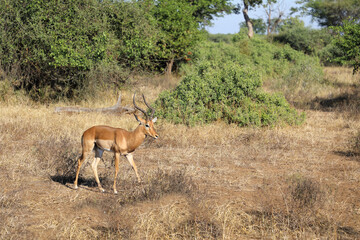 Fototapeta premium Schwarzfersenantilope / Impala / Aepyceros melampus