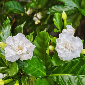 Gardenia Crape Jasmine on green leaf background Crepe jasmine, Clavel De La India, East Indian rosebay, Pinwheel flower, Gardenia jasminoides, APOCYNACEAE, White flower and green leaves, Fragrant flow