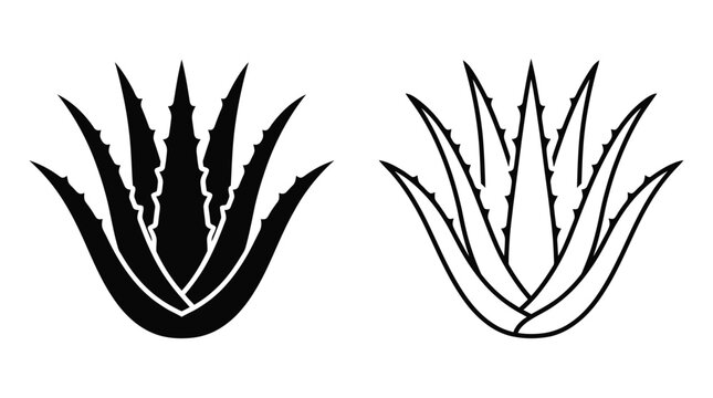 two agave plants in silhouette style black white background spiky leaves botanical