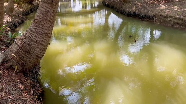 Calm garden pond with peaceful natural environment
