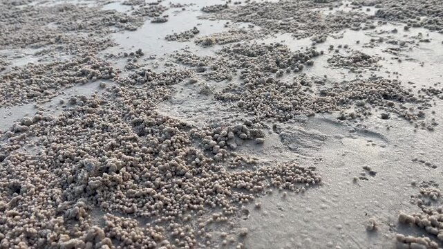 Small sand bubbler crab and tiny sand balls on the beach