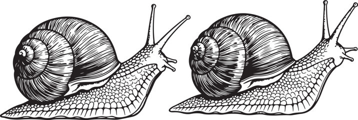 Two garden snails crawling in a line illustration in black and white hand drawn sketch. © graphicaestyn